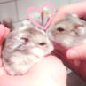 hampters in love